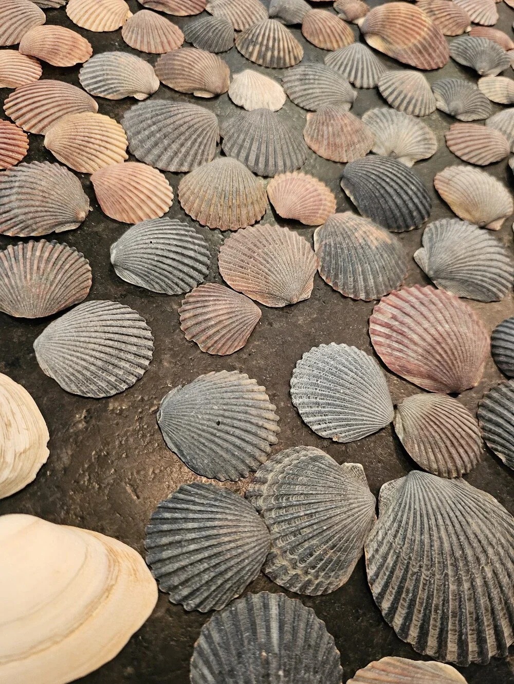 229 Seashells Natural Pink, Gray, Cream for Crafting, Stained Glass, Jewelry